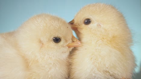 two chicks have recently been born and are sitting quietly together.