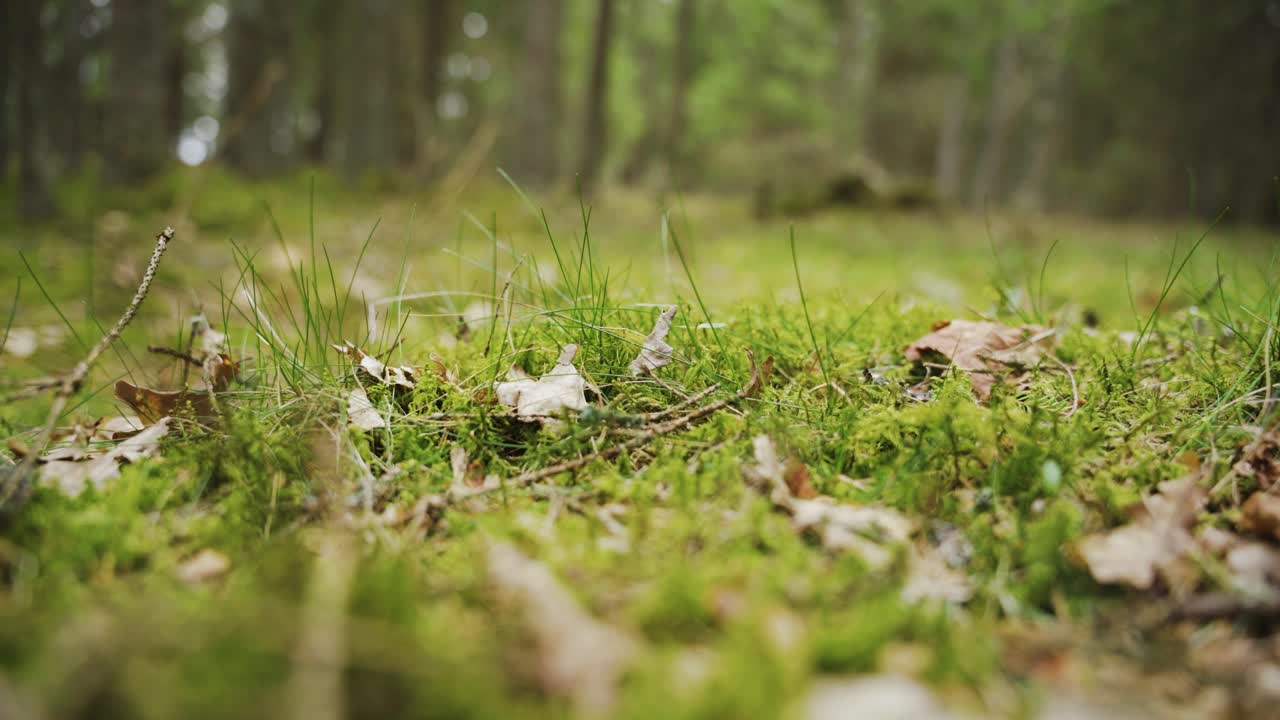 caminando en el bosque. pie de primer plano