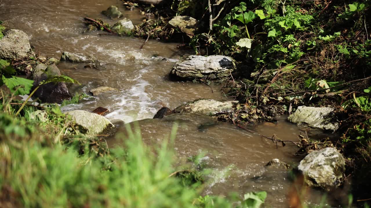 el agua del río brooklet fluye lentamente a través de un denso bosque caducifolios, con hierba en primer plano.