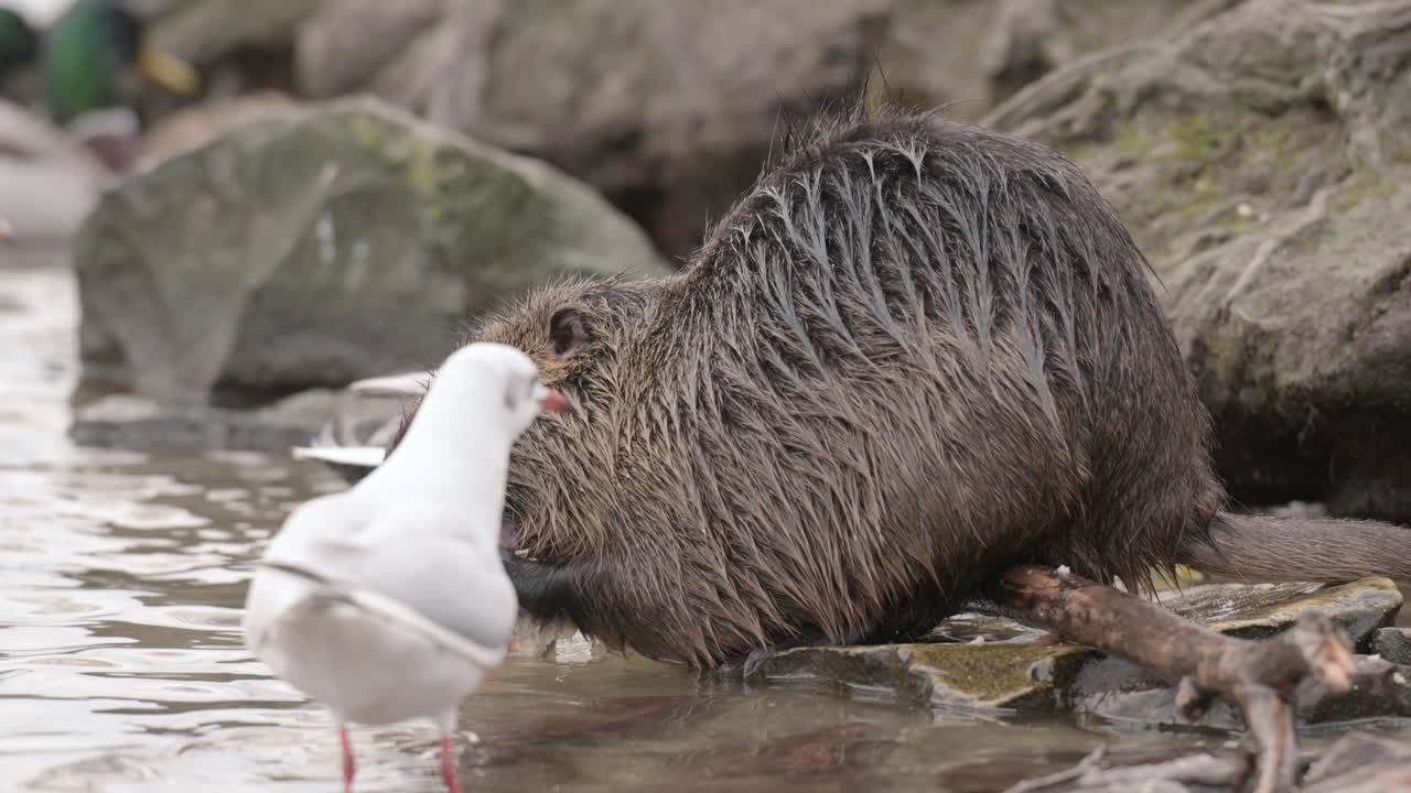 갈매기는 프라하 강바닥에서 nutria coypu 쥐에게서 빵을 훔치려 고합니다.