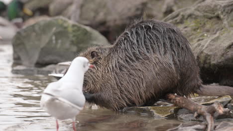 gulls try to steal bread from nutria coypu rat in the riverbed, prague