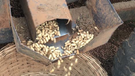 A-closeup-view-of-a-peanut-picker-machine-showing-numerous-peanuts-scattering-in-the-basket