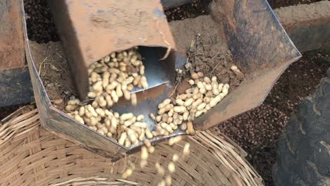 una vista de cerca de una máquina recolectora de cacahuetes que muestra numerosos cacahuetes esparcidos en la cesta