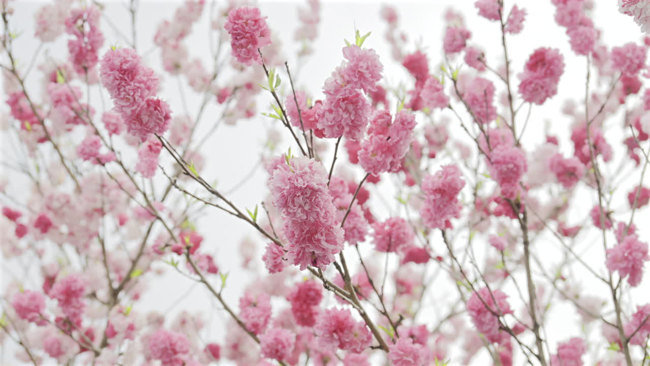 Springtime brings a stunning display of pink cherry blossoms. These delicate flowers embrace nature's beauty. Nara Park, Japan