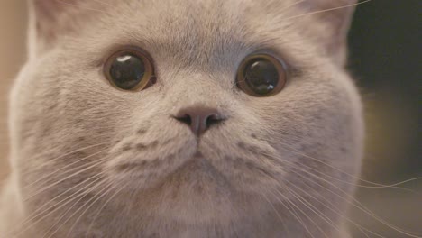 close-up of a light gray british shorthair cat