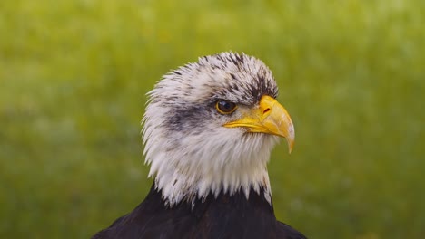 video del águila calva americana, en cámara lenta, en primer plano