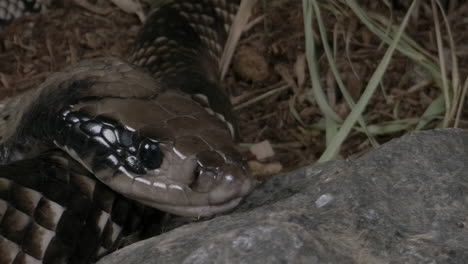 cerrar macro de cara de serpiente - cobra de agua falsa