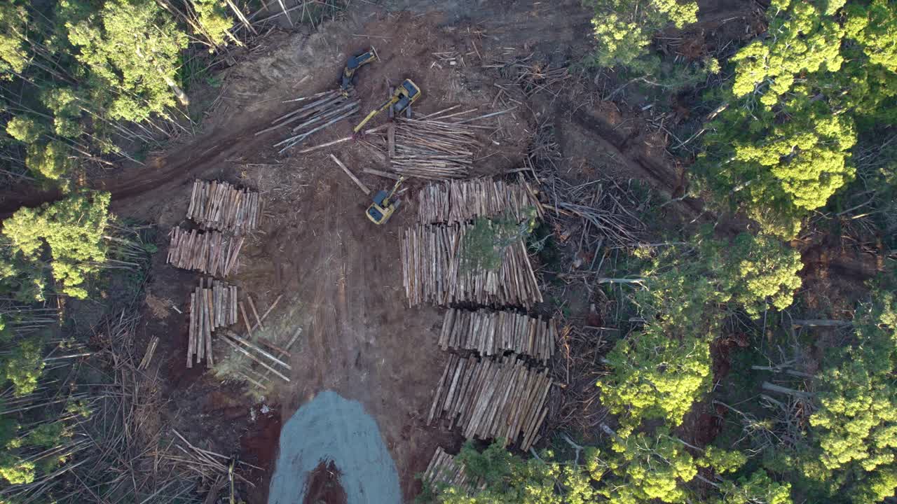 imágenes de drones verticales constantes de las actividades de tala de árboles de salvamento en el bosque estatal de wombat cerca de lyonville, victoria, australia