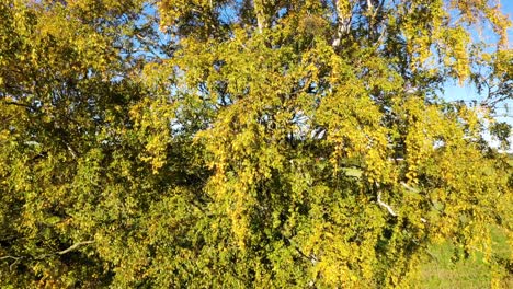 primer plano aéreo de un gran abedul con hojas de colores otoñales