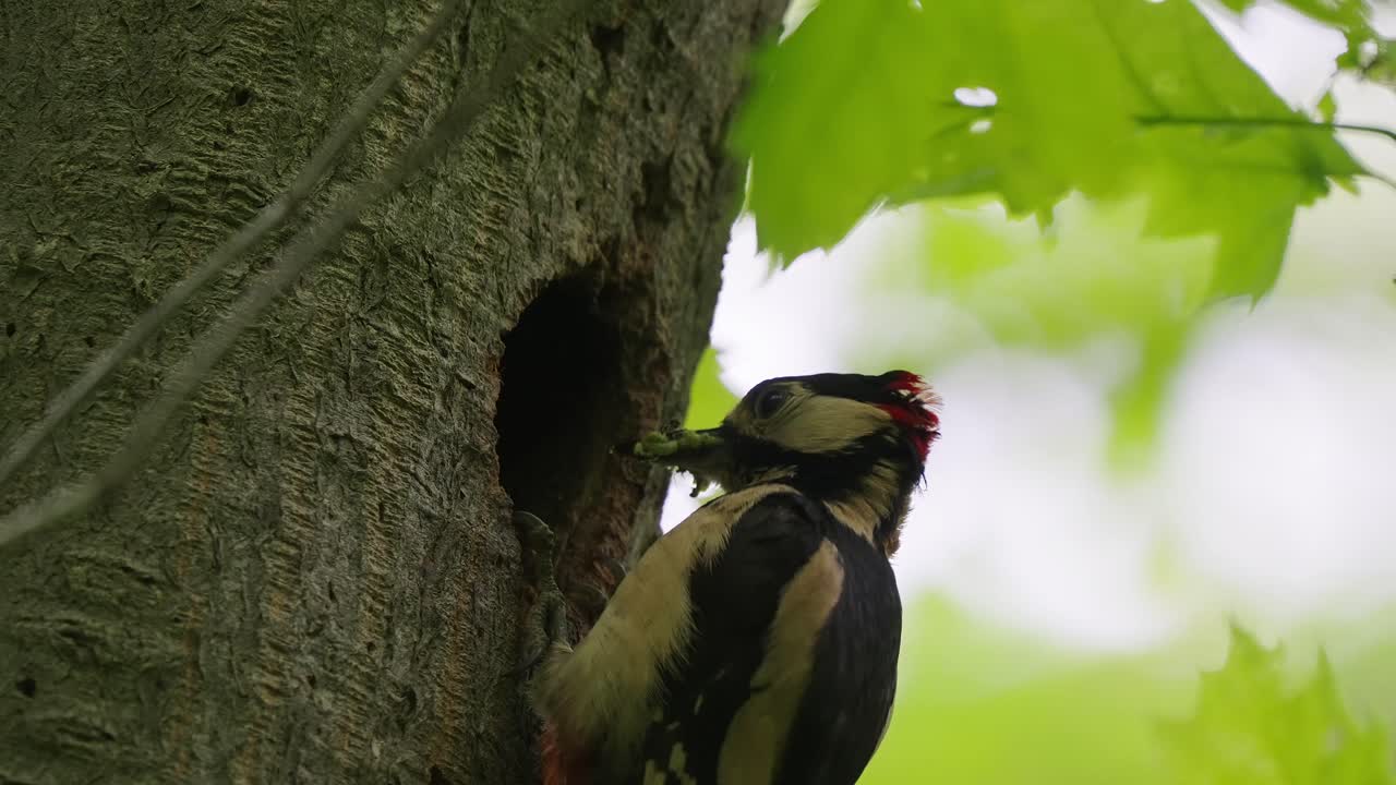 gran pájaro carpintero manchado alimentando a su bebé más joven a través del hueco del árbol