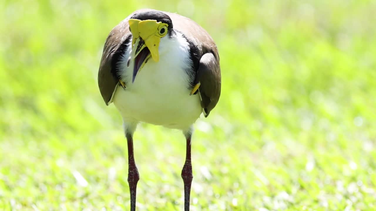 Un uccello pavoncella mascherata resta immobile e vigile in un prato verde e soleggiato