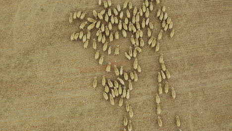 aerial view of a large sheep flock