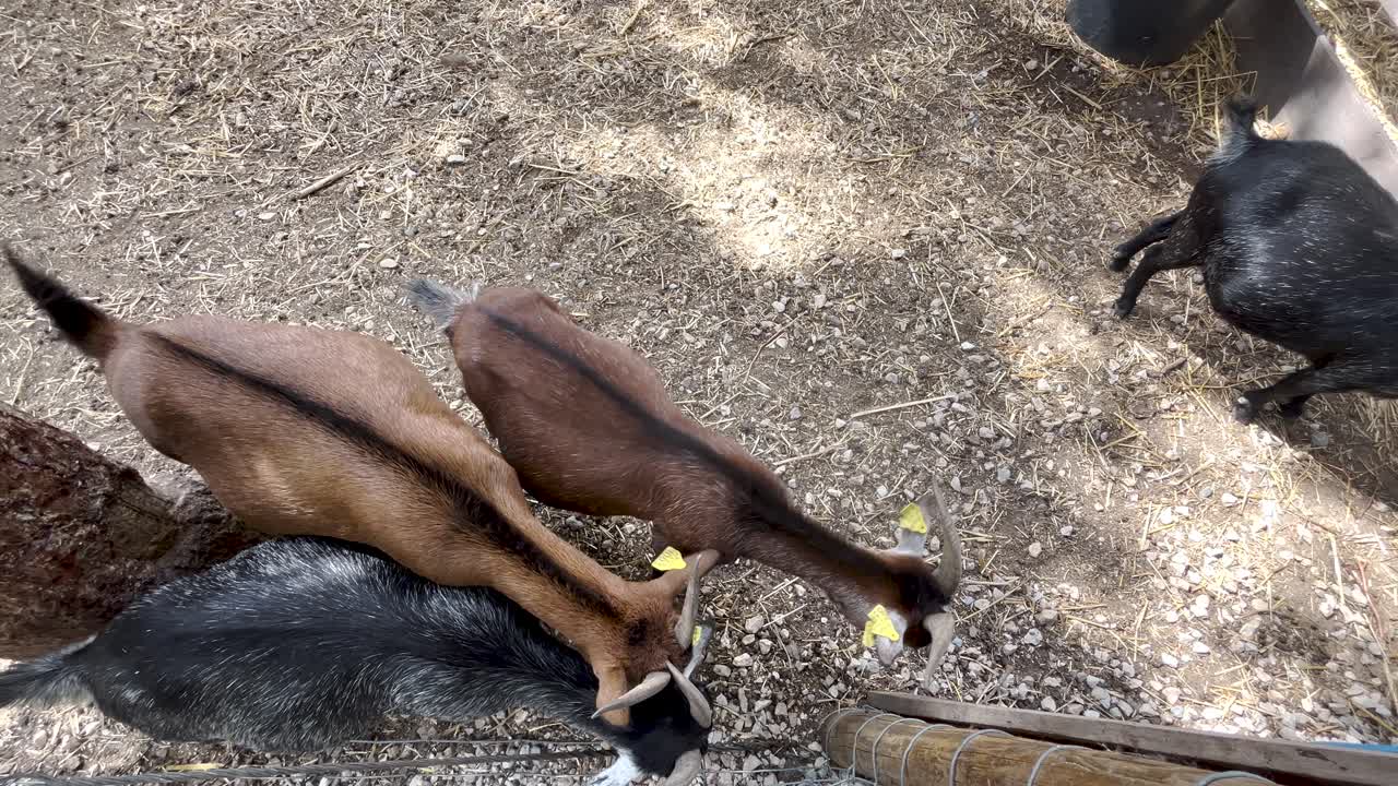 창고에 있는 염소