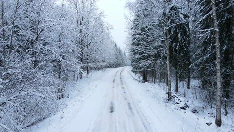 Back-aerial-inside-winter-forest-close-up-white-forest-with-covered-trees-by-snow