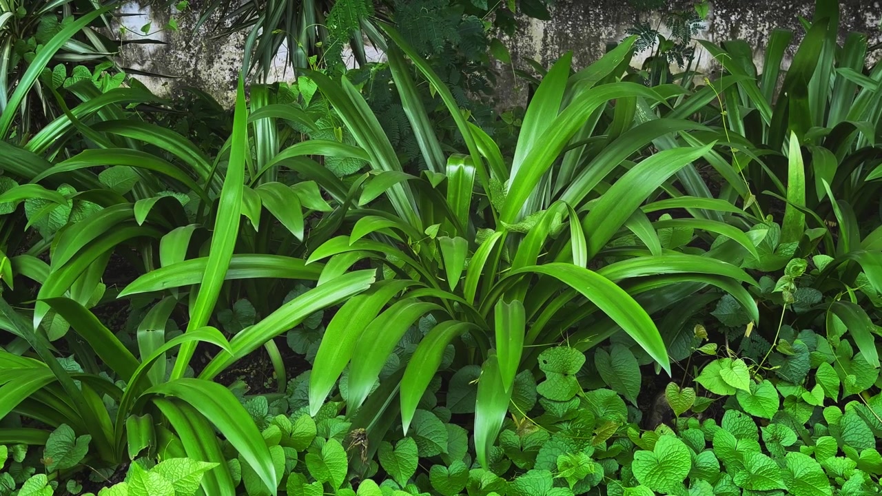 Close-up de plantas ornamentais de folhagem verde vibrante crescendo naturalmente em um jardim tropical sombrio