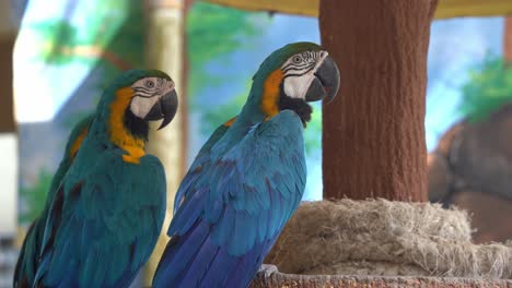 beautiful blue and yellow macaw, ara ararauna with vibrant and colourful plumage, perching side by side, taking an afternoon nap, resting during the day, wildlife close up shot