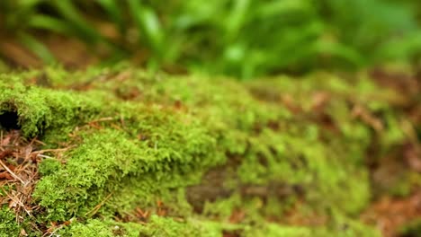 close-up of a moss-covered log featuring pine needles and a small hole in a forest setting.