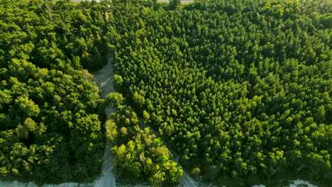 Drohnenblick-Auf-Die-Schmale-Isthmusküste-Von-Kuznica-Mit-Strandwald-Und-Straße-Zwischen-Ozean