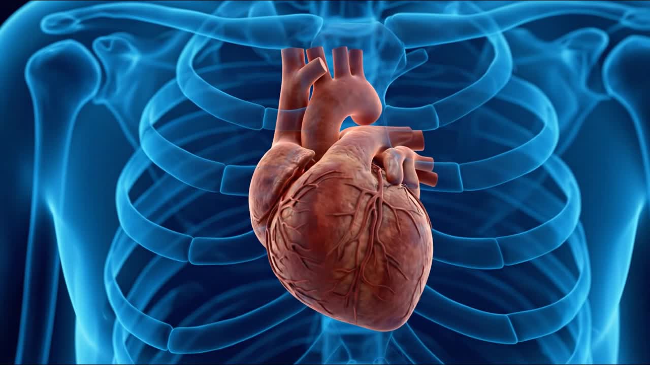 Close up realistic human heart inside transparent rib cage showing detailed anatomy and cardiovascular structure in motion