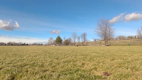 small young black terrier runs after ball at the dog park