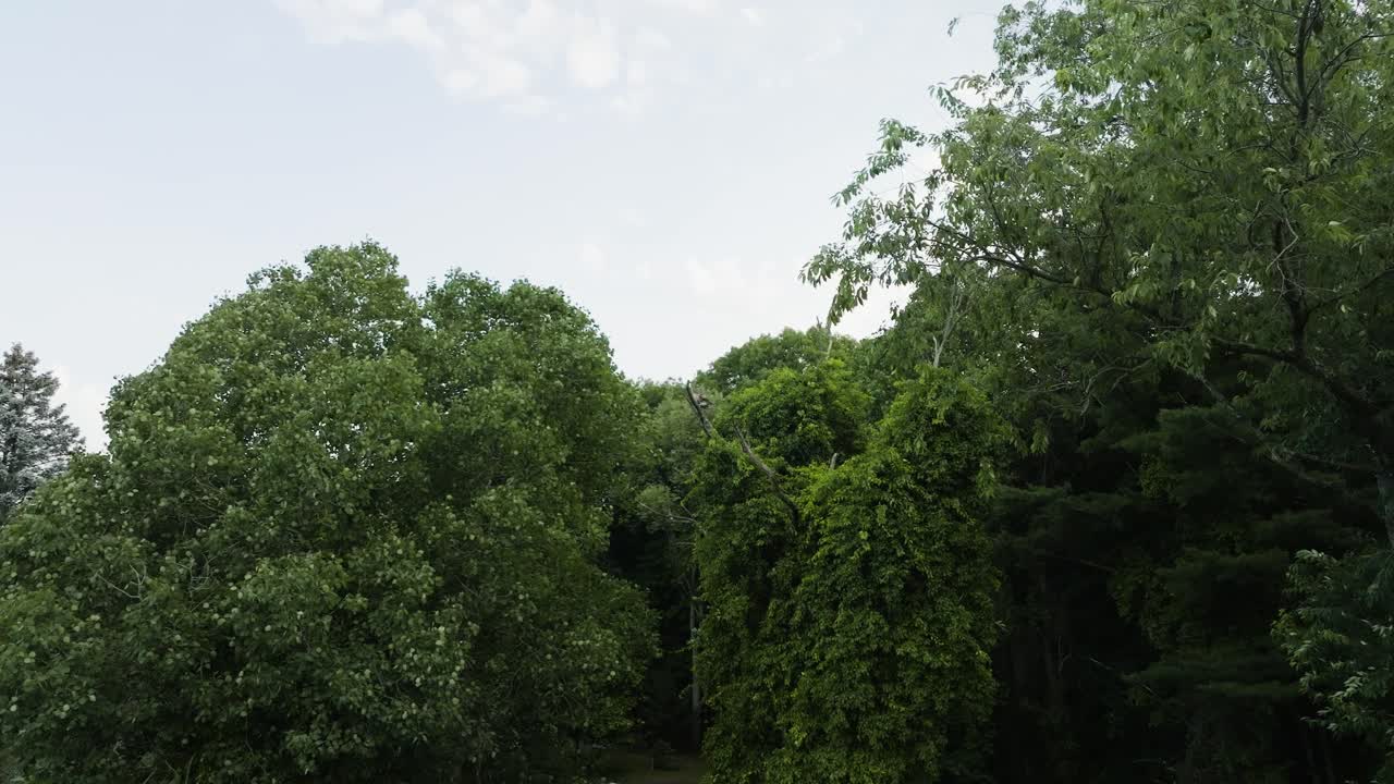 buscando un halcón escondido en una rama