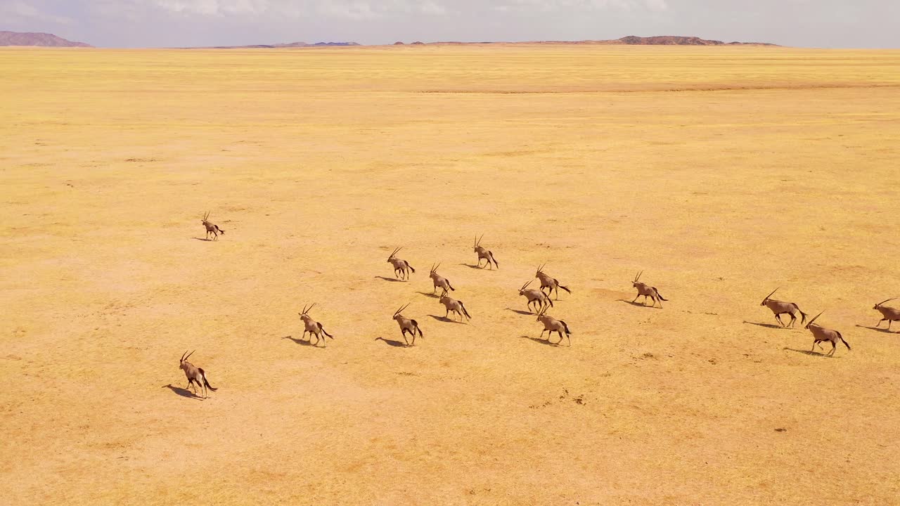 asombrosa antena sobre enormes manadas de vida silvestre de antílopes oryx corriendo rápido a través de la sabana vacía y las llanuras de áfrica cerca del desierto de namib namibia 1