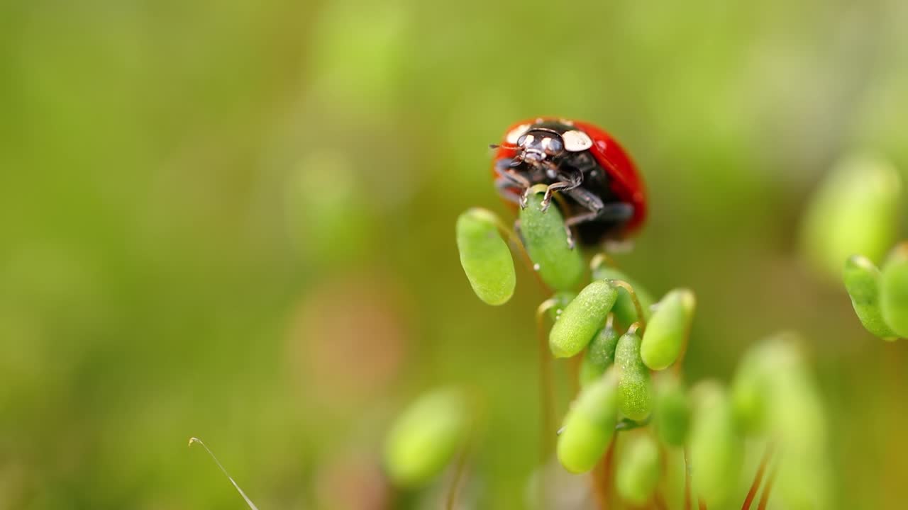 Close-up wildlife of a ladybug in the green grass in the forest