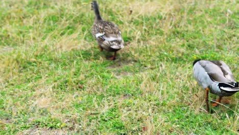 two duck walking on green grass