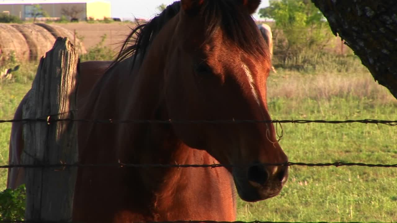 Un cavallo guarda attraverso una recinzione di filo spinato.