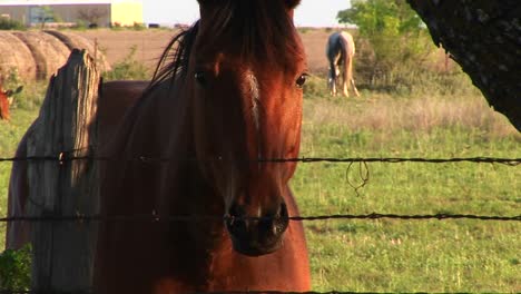 A-Horse-Looks-Through-A-Barbed-Wire-Fence