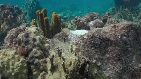 Peacock-flounder-camouflaged-on-the-reef-on-a-dive-in-the-Caribbean