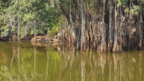 Banyan,-También-Escrito-Banian,-Es-Un-Higo-Que-Comienza-Su-Vida-Como-Epífita,-Una-Planta-Que-Crece-Sobre-Otras-Plantas.-El-árbol-Nacional-De-La-República-De-La-India.-Parque-Nacional-Ranthambore-Rajastán-India