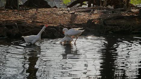 Ducks-fighting-over-female-mate-in-a-lake,-slow-motion