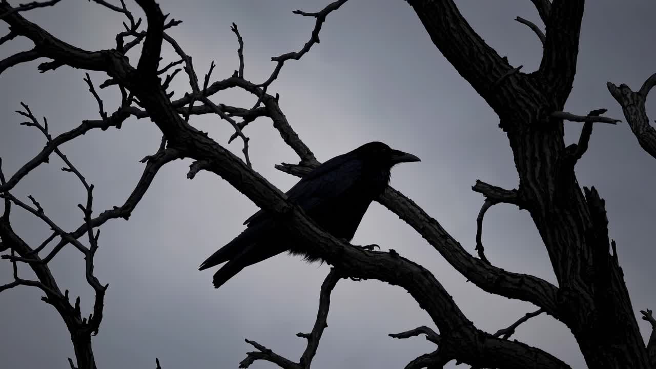 Silhouette of a crow perched on bare branches against a moody sky, captured from a low angle