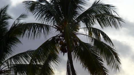 Cerca-De-La-Parte-Superior-De-Una-Palmera-Con-Cocos