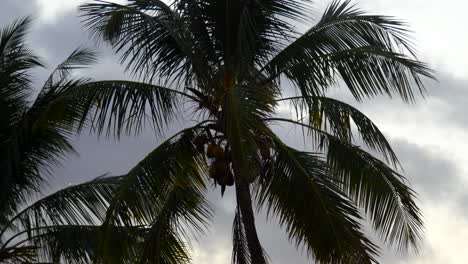 Close up of the top of a palm tree with coconuts
