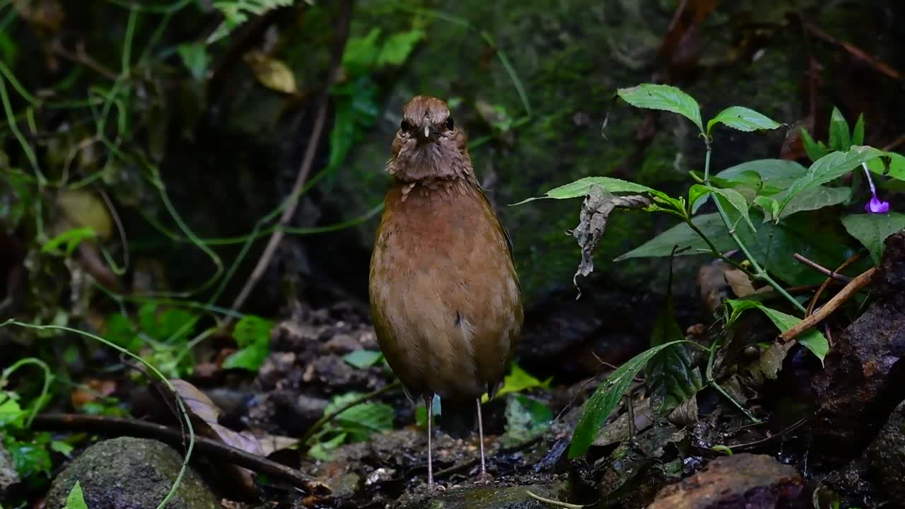 la pitta de nuca oxidada es un ave confiada que se encuentra en hábitats de bosques montañosos de gran altura, hay muchos lugares en tailandia para encontrar esta ave