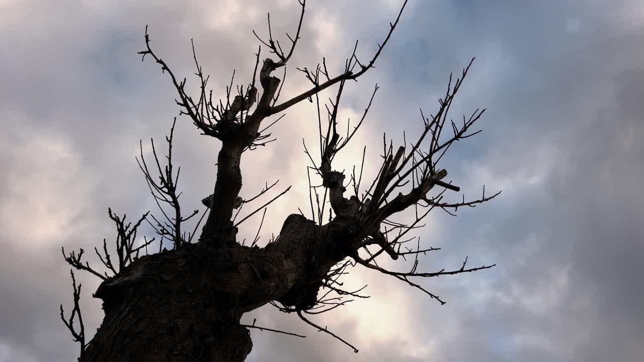 Time-lapse of naked tree branches silhouette against the dynamic motion of moving clouds, creating an artsy and moody concept.