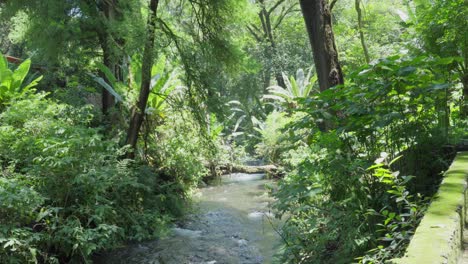 樹木がたくさんある澄んだ水の川 ⁇