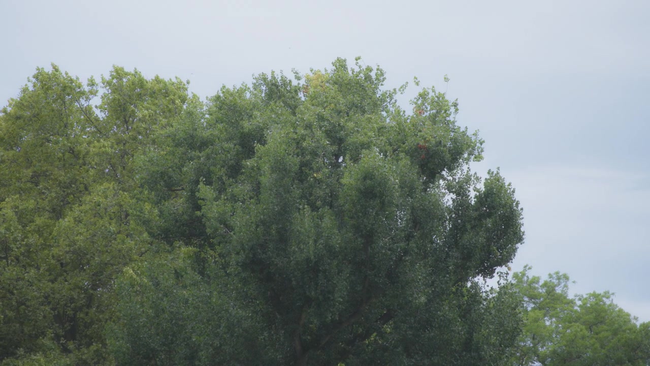 Green trees swaying in the wind