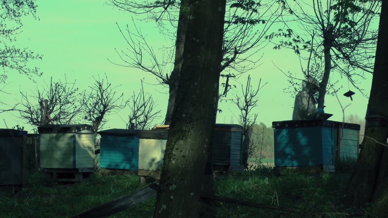 The beekeeper opens the hive and looks into it, holds a smoke machine in his hand, there are many colorful hives in the apiary