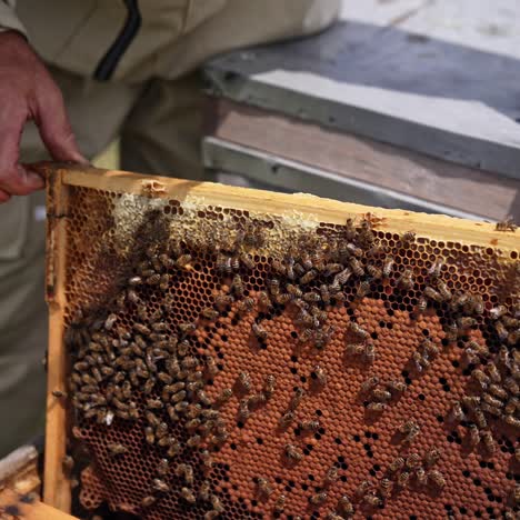 beekeeper inspecting honeycomb frame at apiary. cautious man apiarist removing honeycomb with bees for examination