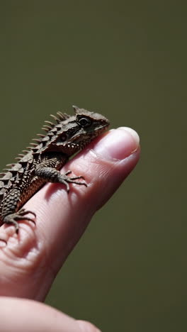 tiny spiky lizard perched on a human finger