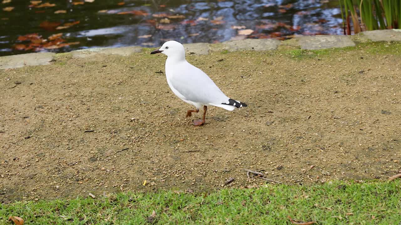 A black-headed gull walking on grass and dirt