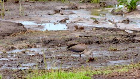 hadeda ibis in muddy wetland using curved bill to probe soil for food, profile