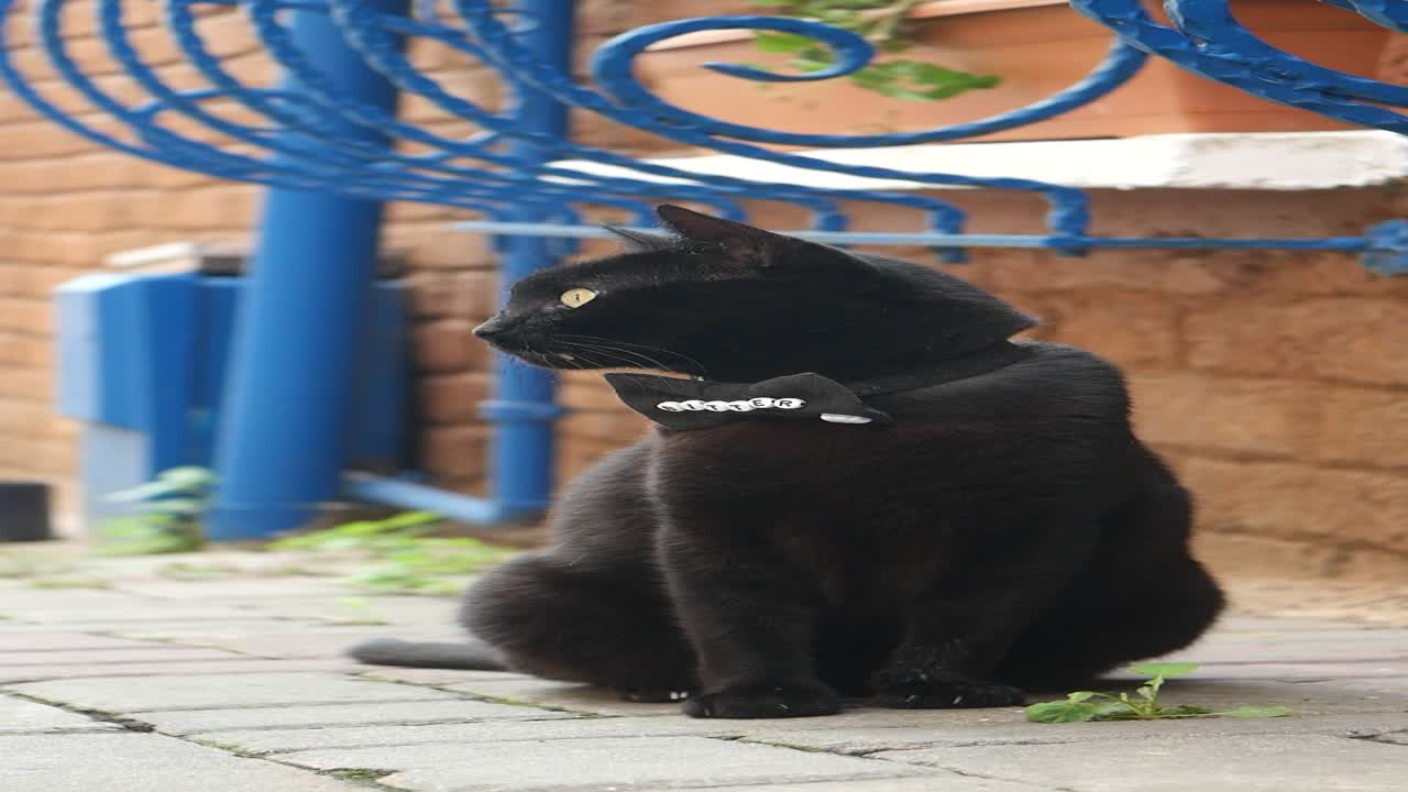 черная кошка с пуговицей сидит на тротуаре