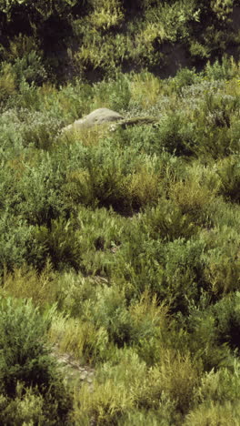 a grassy field with some rocks