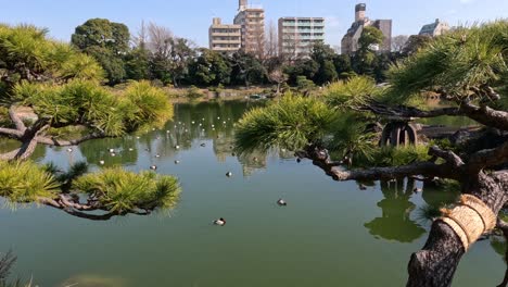 escena de agua pacífica con patos y vegetación