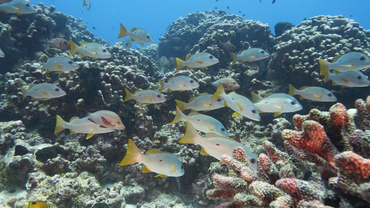 escuela de pargos en el arrecife de coral tropical del atolón de fakarava, polinesia francesa - toma en cámara lenta