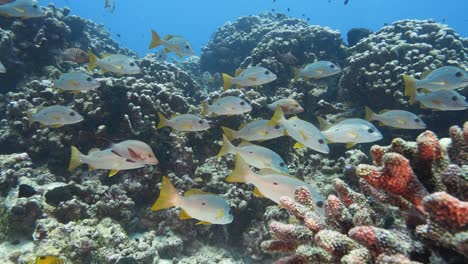 School-of-snappers-at-the-tropical-coral-reef-of-the-atoll-of-Fakarava,-French-Polynesia---slow-motion-shot